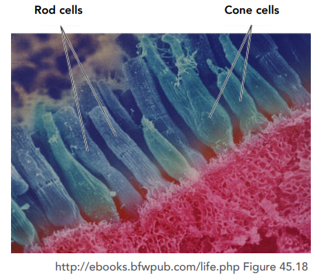 PhotoreceptorCells